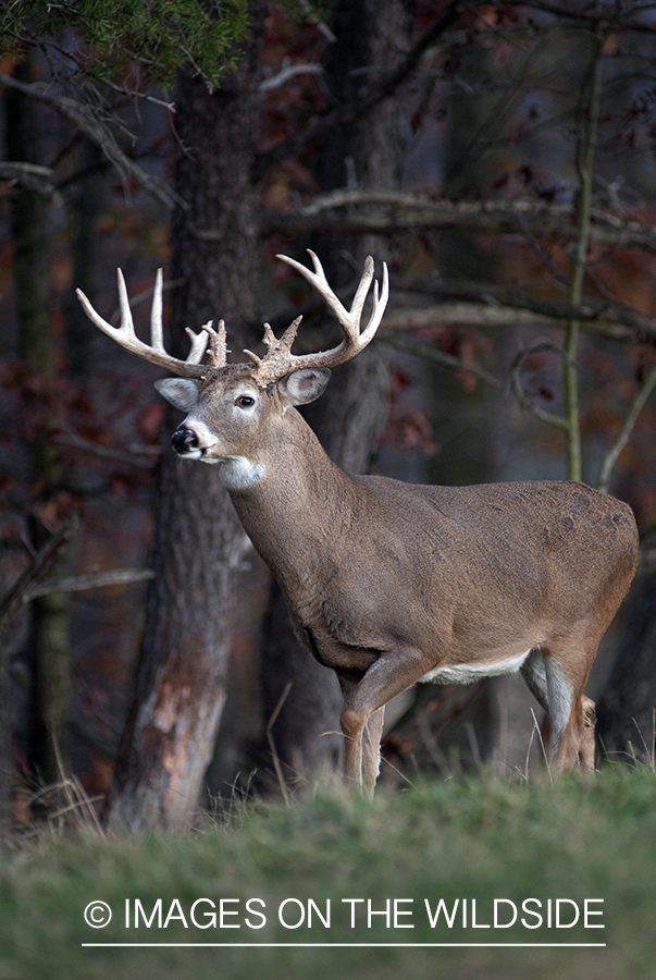 White-tailed buck in habitat. 