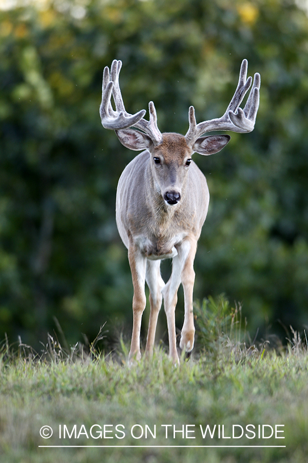 White-tailed buck in velvet.  