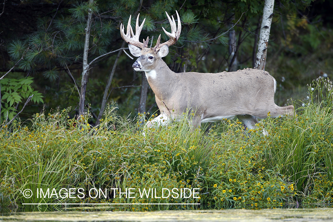 White-tailed buck in habitat.  