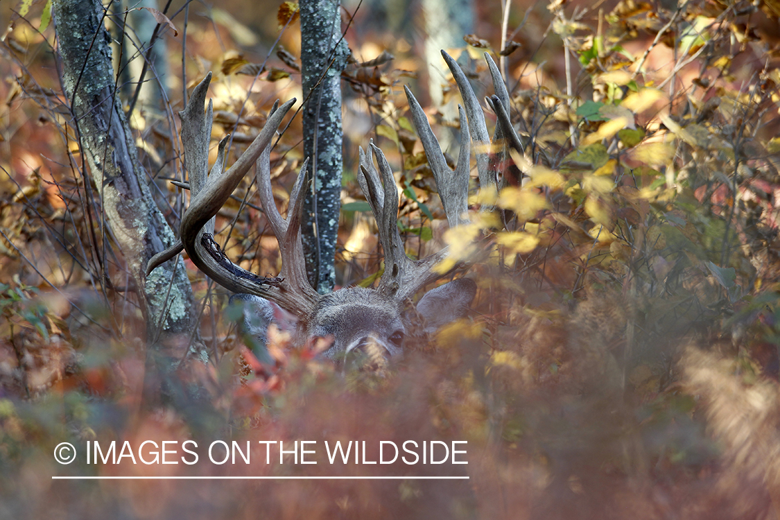 White-tailed buck in habitat. 