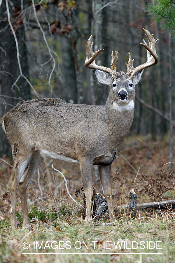 White-tailed buck in habitat. 