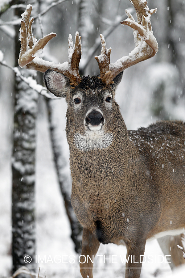 White-tailed buck in habitat. 