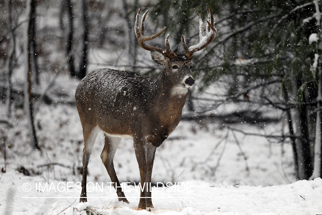 White-tailed buck in winter.  