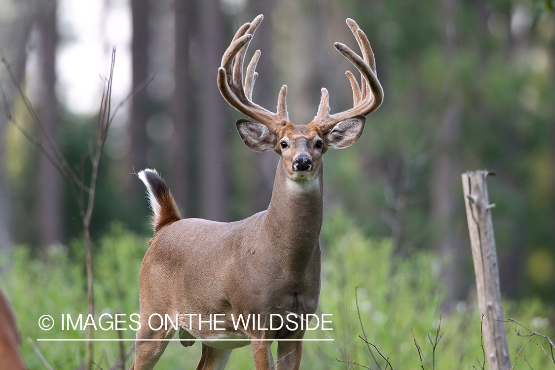 White-tailed buck in habitat.