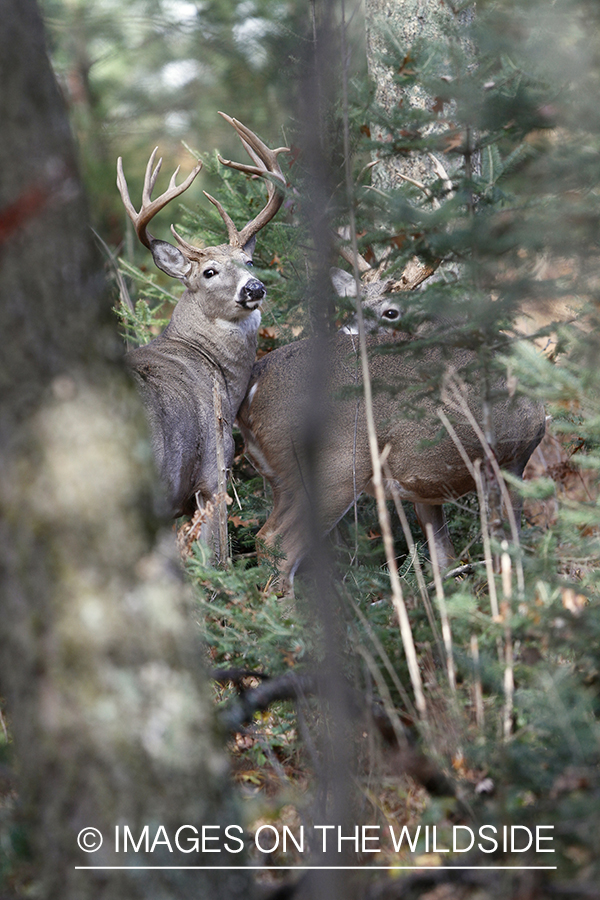 White-tailed buck in running.