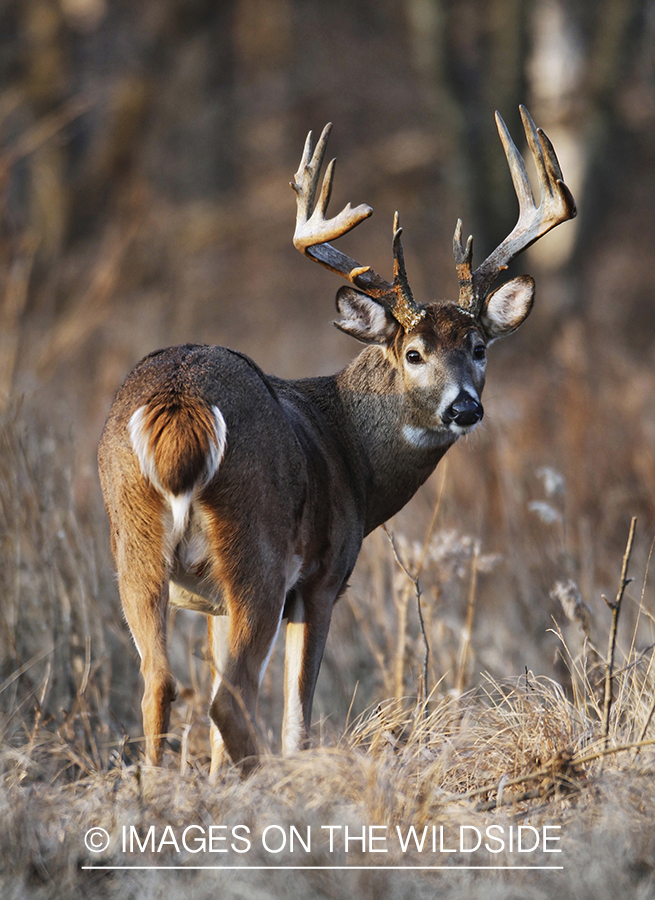 White-tailed buck in habitat.