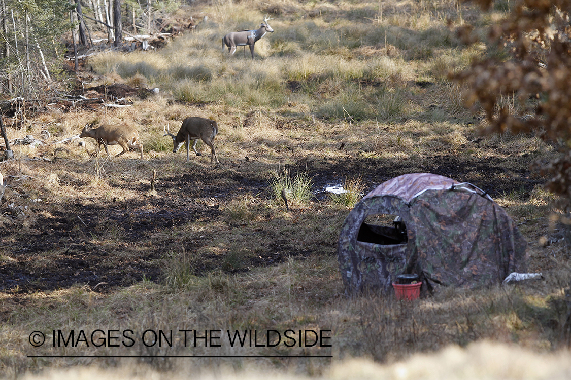 White-tailed deer near hunter's camouflaged tent.