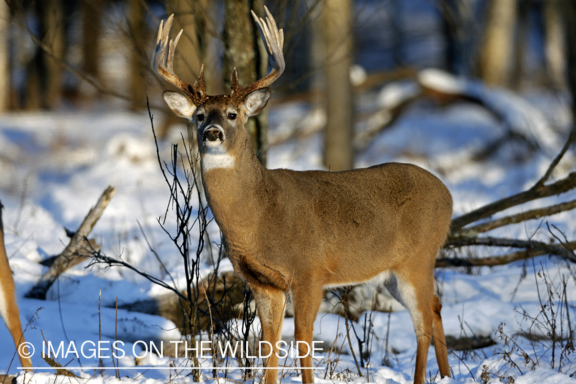 White-tailed buck in winter habitat.