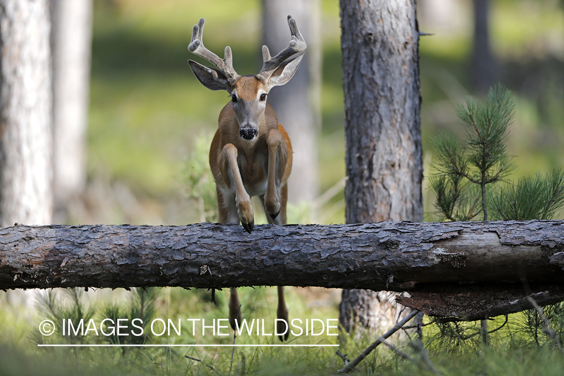 White-tailed buck in habitat.