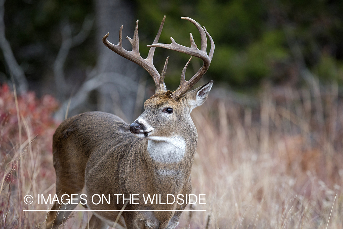 White-tailed buck in habitat. 