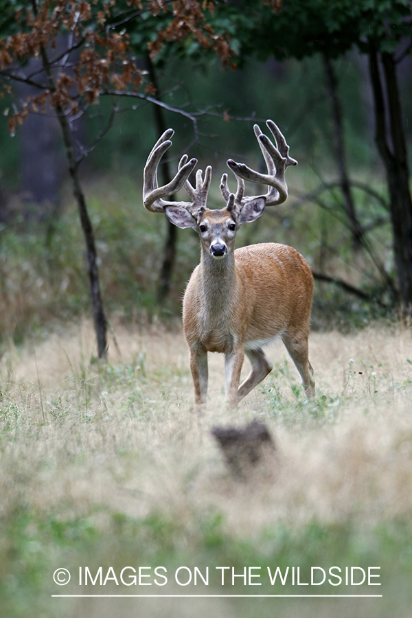 White-tailed buck in velvet.