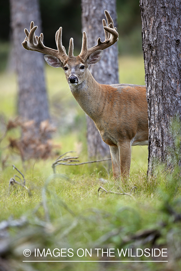 White-tailed buck in velvet.