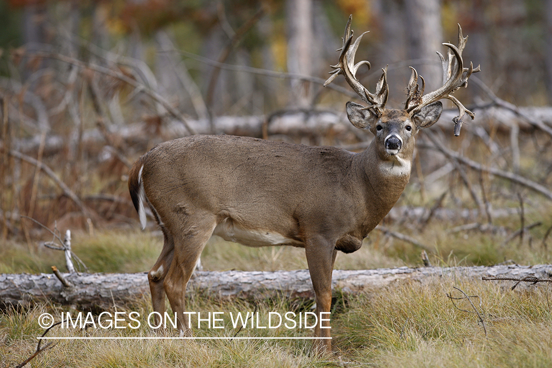 White-tailed buck in habitat.