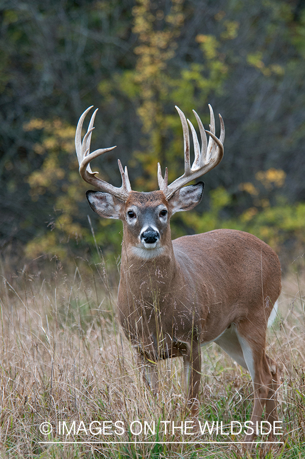 White-tailed buck in habitat.