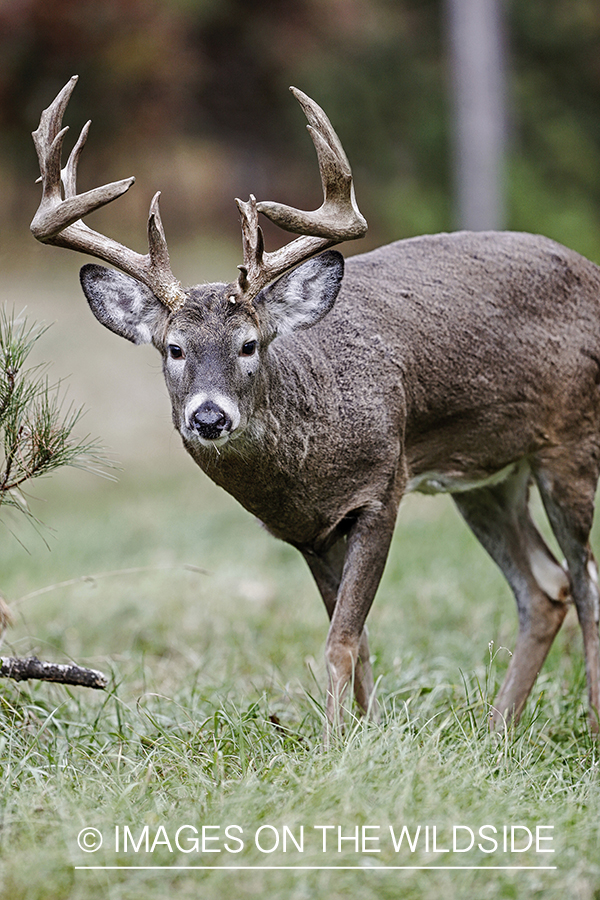 White-tailed buck in habitat.