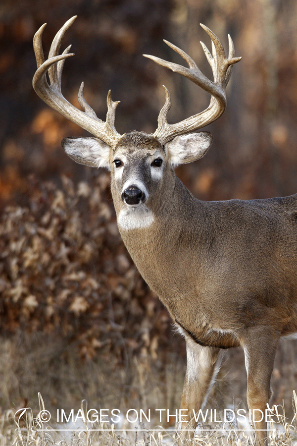 White-tailed buck in habitat.