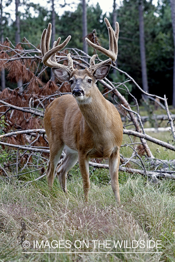 White-tailed Buck in Velvet.