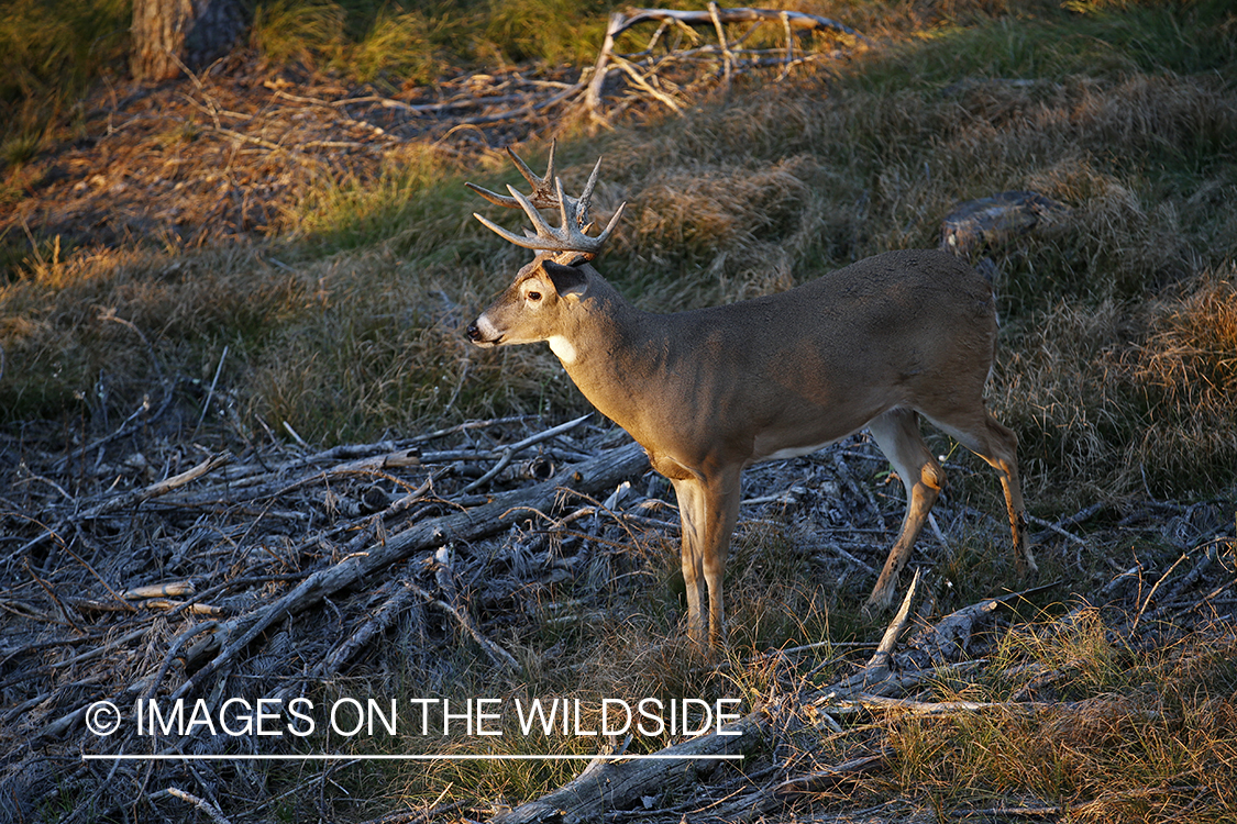 White-tailed buck photographed from tree stand.