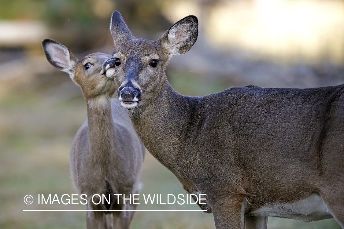 White-tailed fawn nuzzling doe.