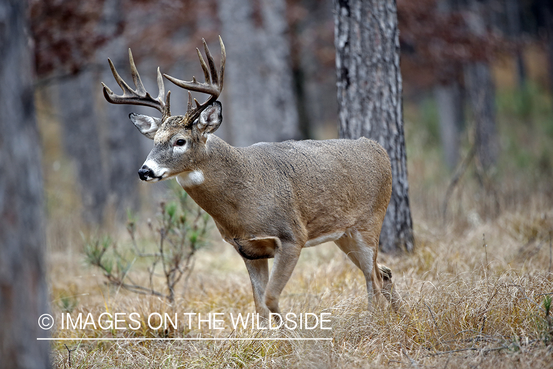 White-tailed buck in woods.