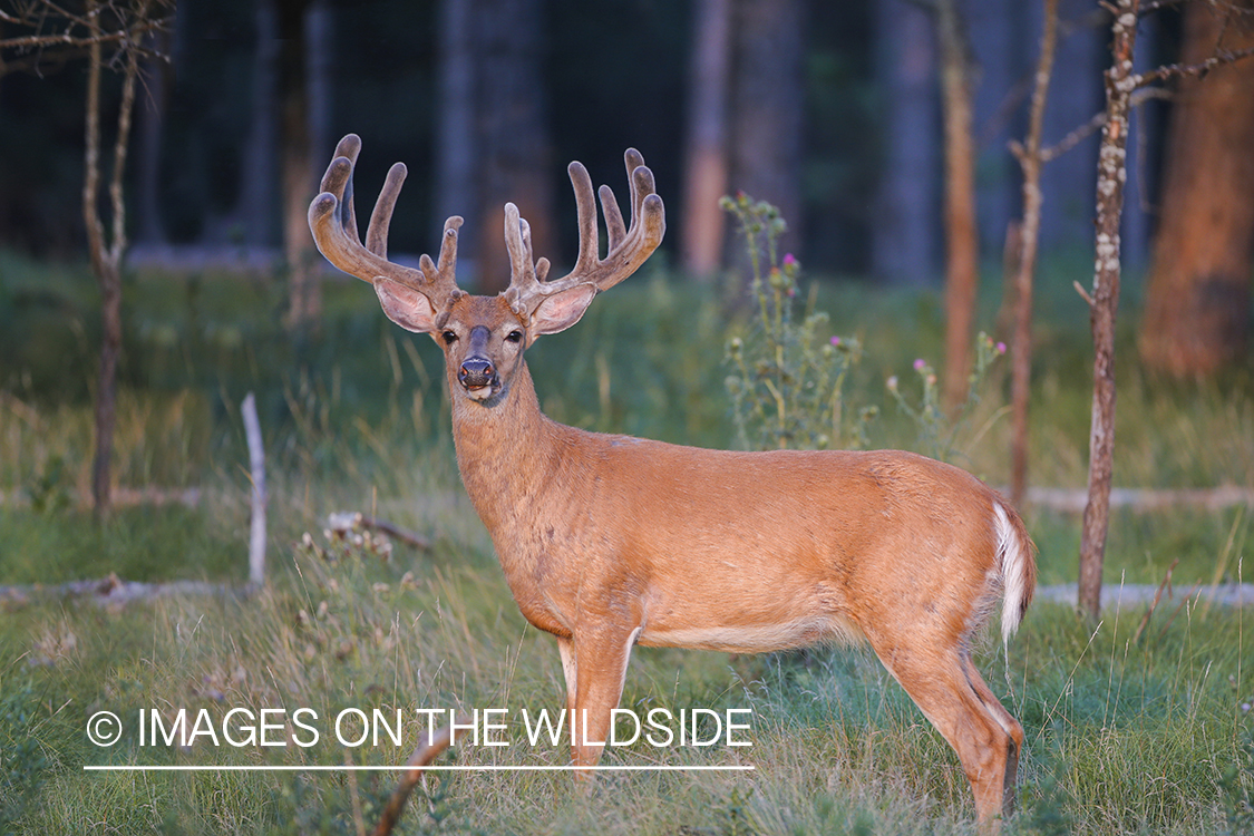 White-tailed buck in velvet.