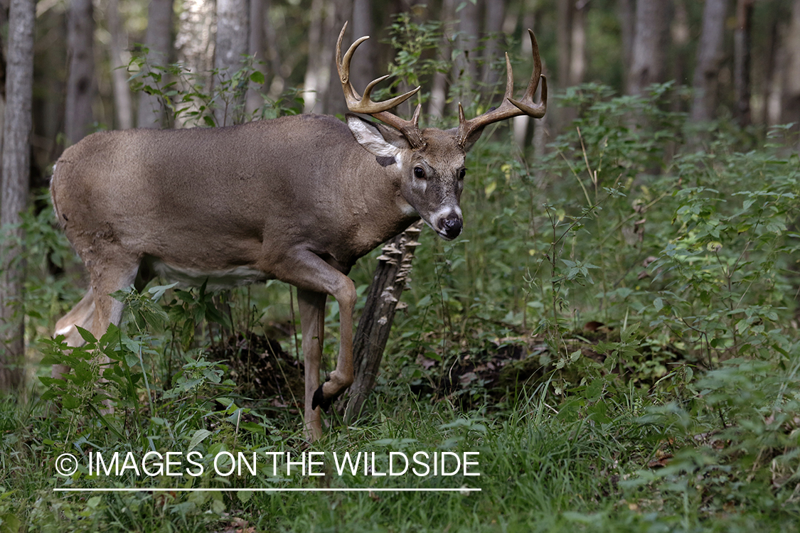 White-tailed buck in field.