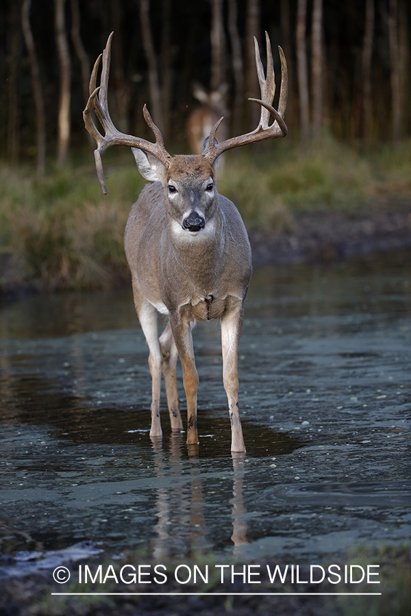 White-tailed buck in river.