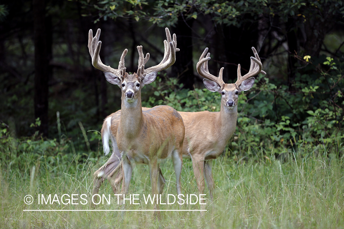 White-tailed bucks in field.