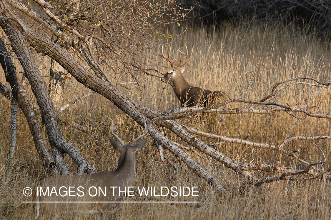 White-tailed bucks in field.