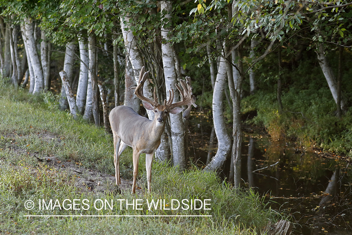 White-tailed buck in Velvet.