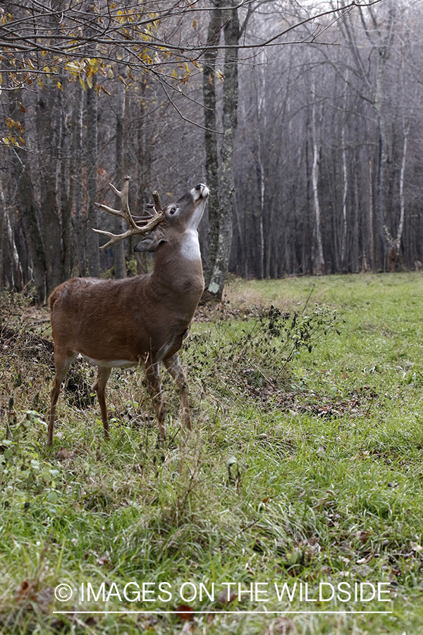 White-tailed buck in the rut.