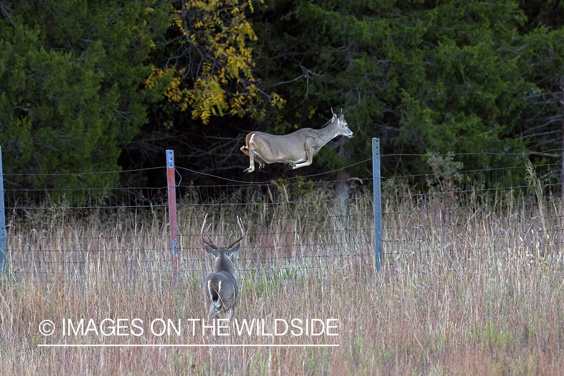 Young white-tailed buck leaping over fence.