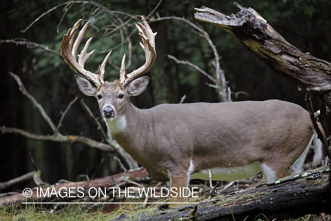 White-tailed buck in the Rut.