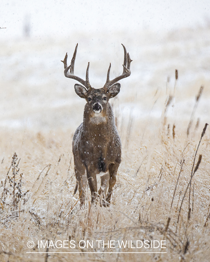 White-tailed buck in snowy field.