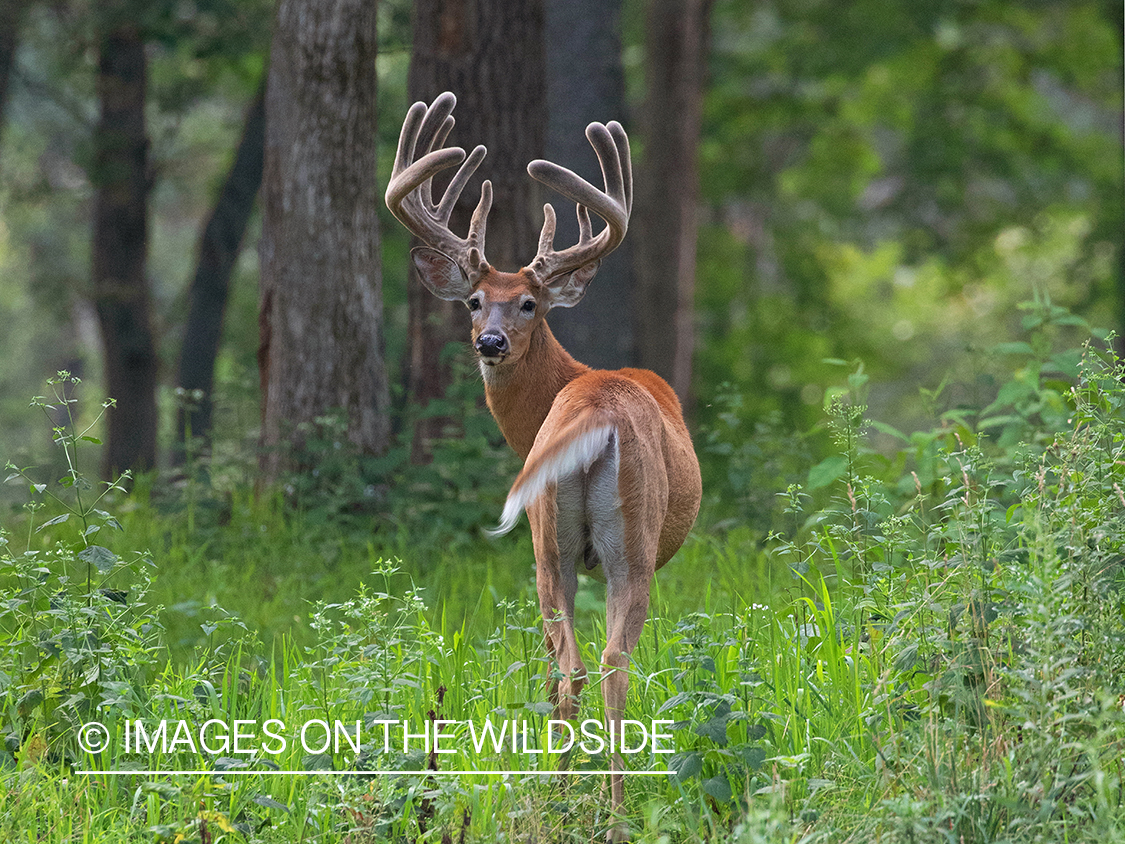 White-tailed deer in velvet.