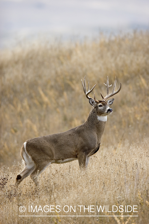 White-tailed buck in meadow.