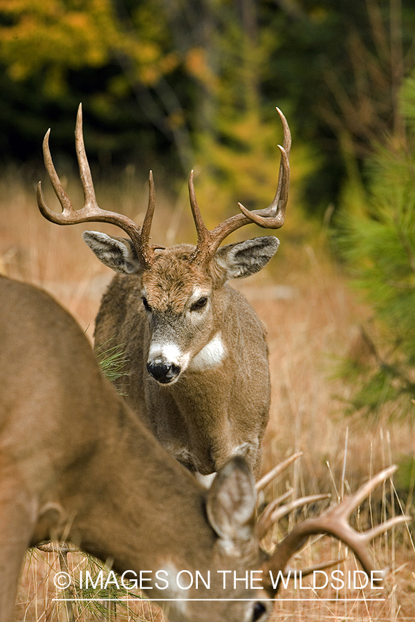 White-tailed deer in habitat