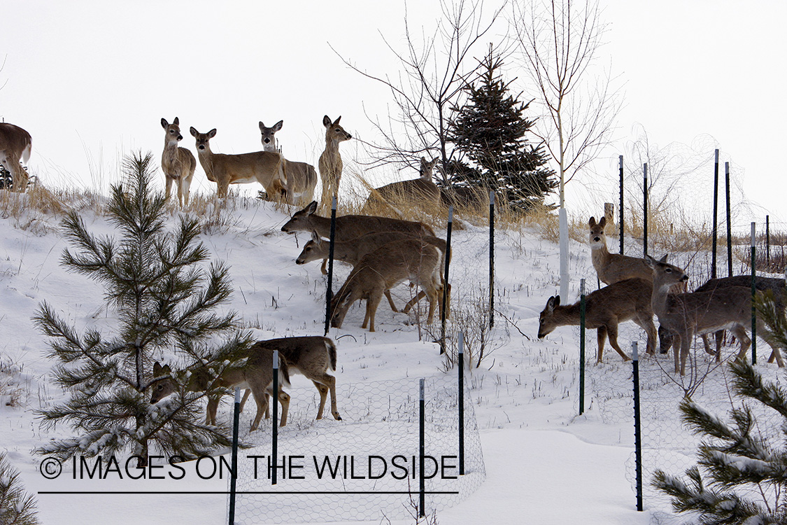 White-tailed deer herd in urban setting