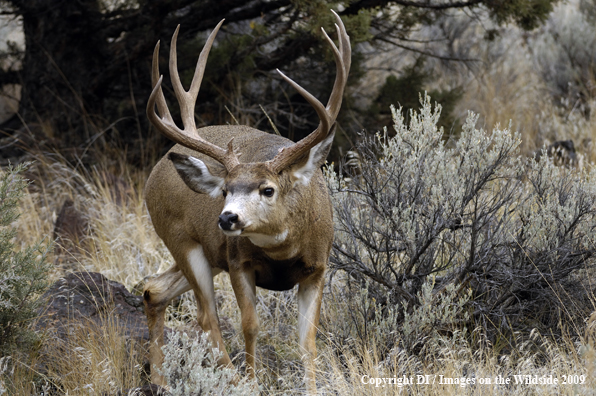 Mule buck in habitat.