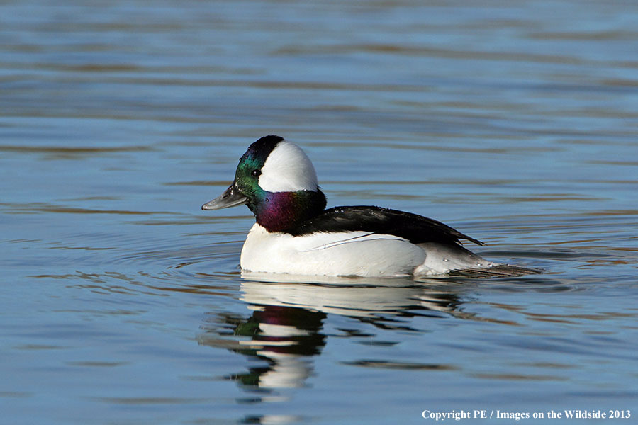 Bufflehead drake in habitat.