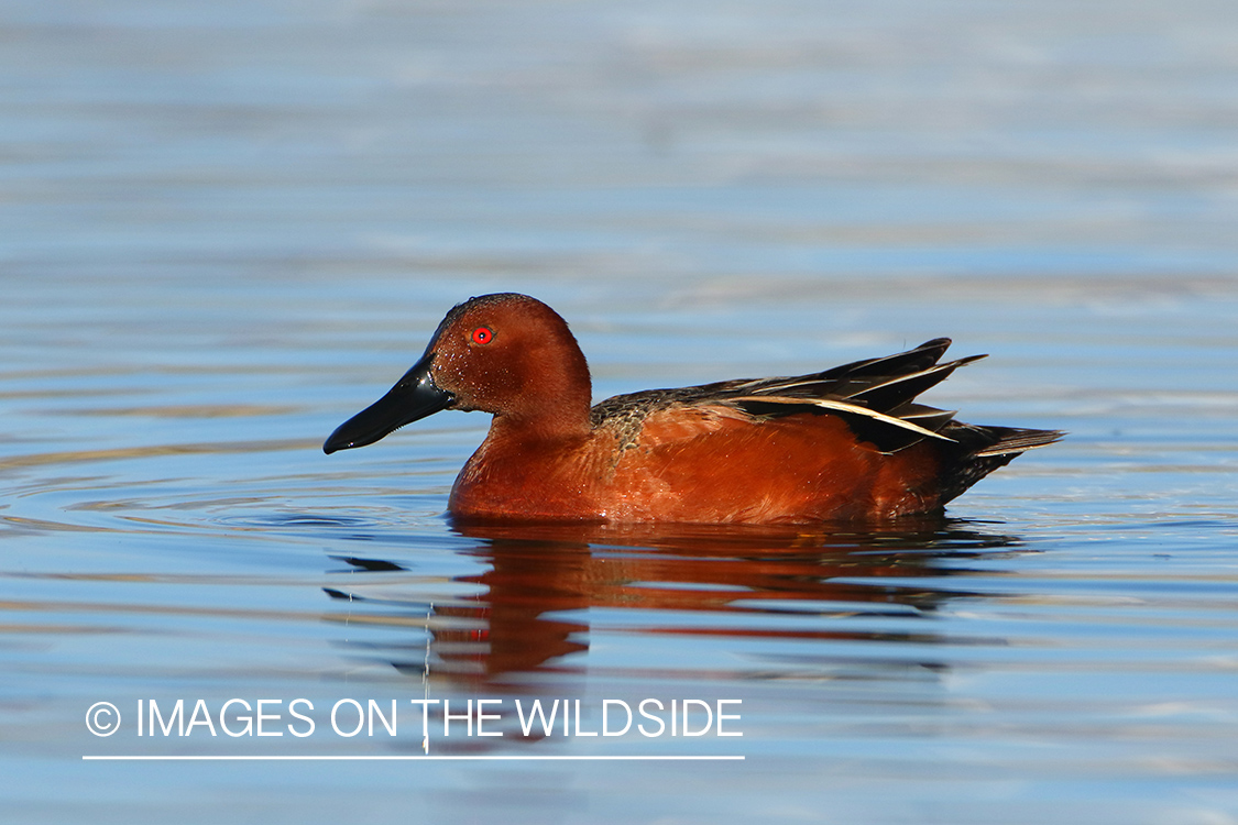 Cinnamon Teal Drake