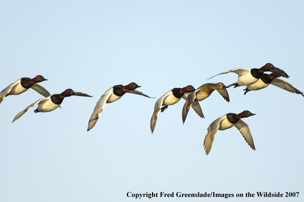 Canvasback ducks