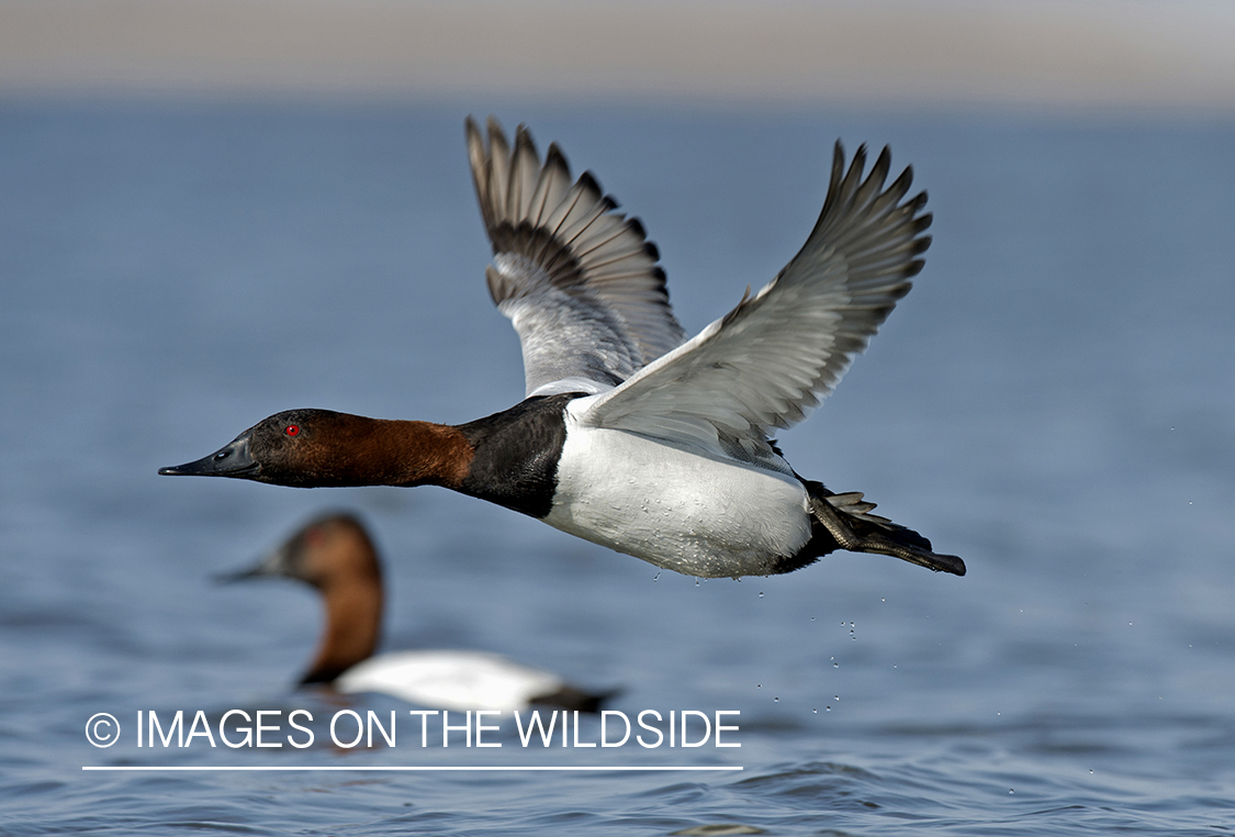 Canvasback flying above water.