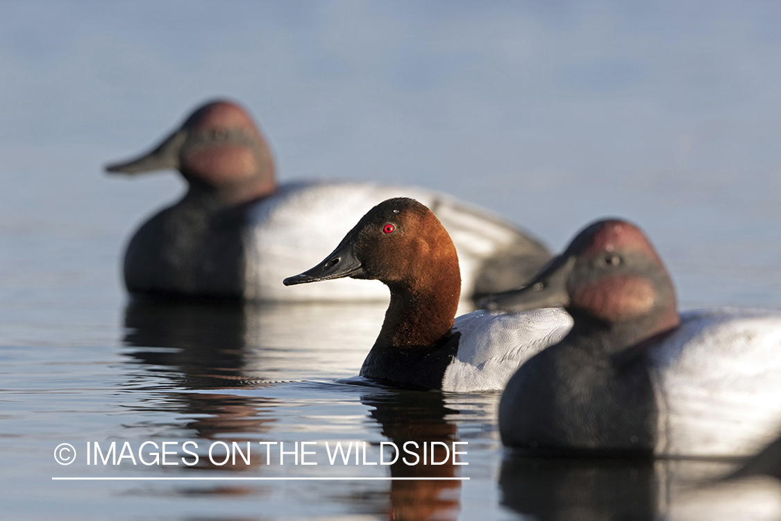 Canvasback drake with decoys.