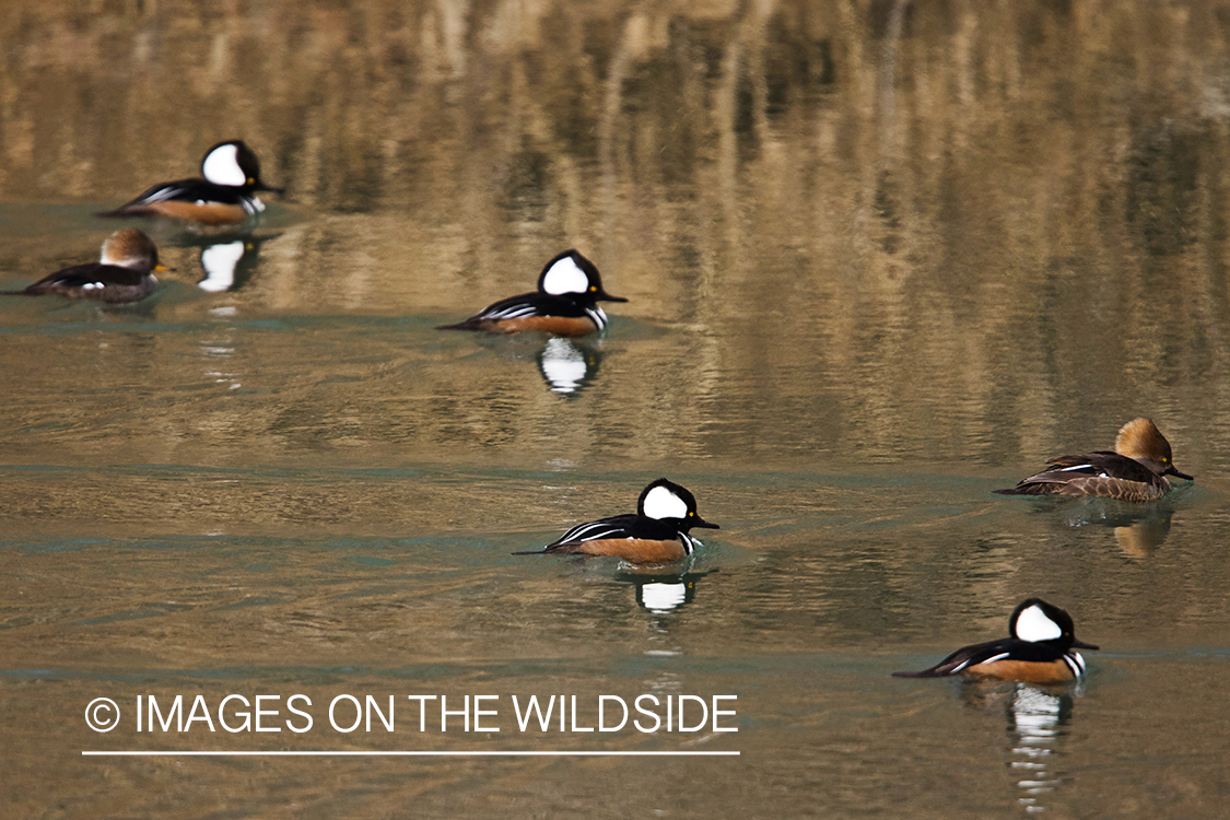 Hooded Merganser ducks in habitat. 