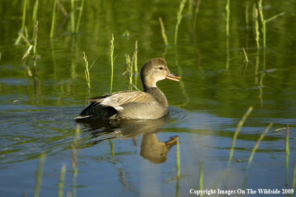 Gadwall in habitat