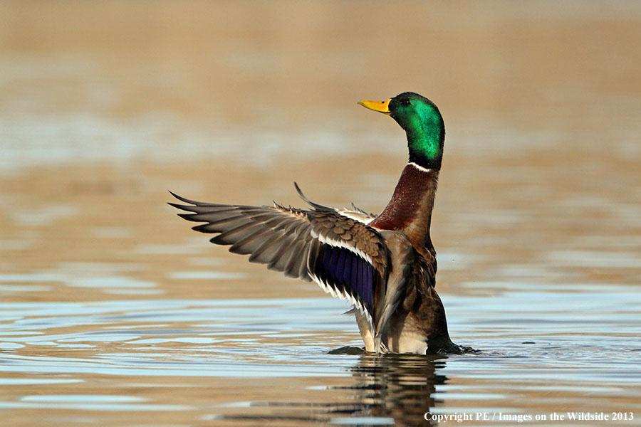 Mallard in habitat.