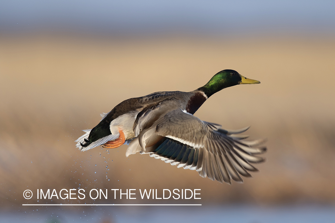 Mallard duck in flight.