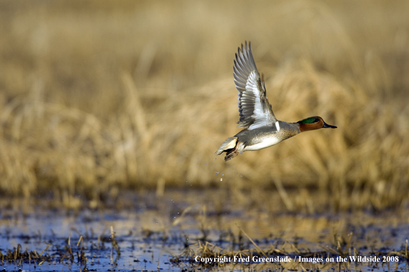 Green-winged teal in flight