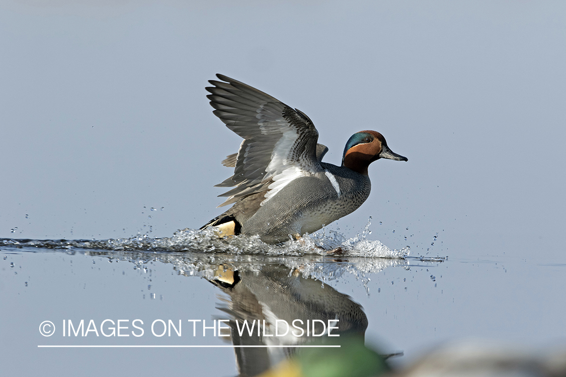 Green-winged Teal in flight.